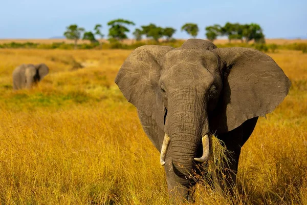 Tiro Perto Elefante Arbusto Africano Andando Pelo Campo Dourado Luz — Fotografia de Stock