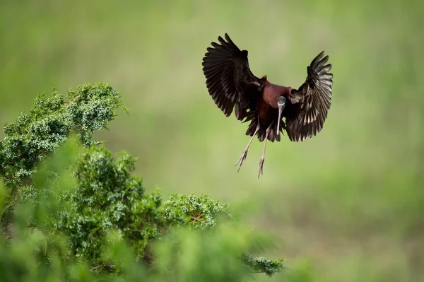 Brillante Ibis Volando Alto Sobre Verde Bosque — Foto de Stock