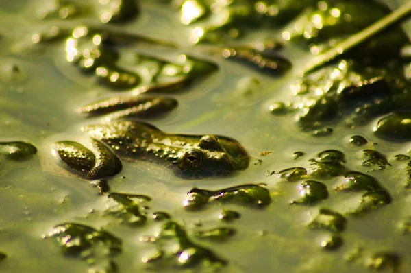 연못에서 기어다니는 개구리의 — 스톡 사진