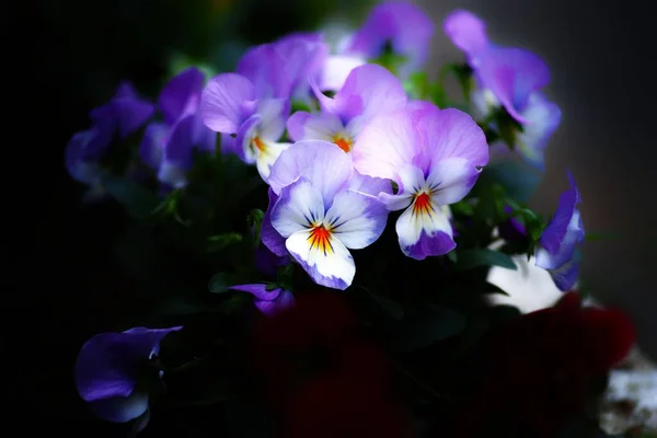 Closeup Blooming Viola Tricolor Flowers Blurred Background — Stock Photo, Image