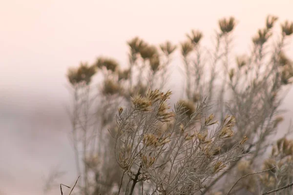 ゴム製のウサギブラシの閉鎖悲観的な霧の空の背景 — ストック写真