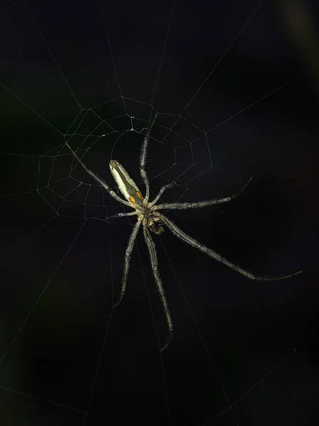 黒い背景のクモの巣の上の小さなクモの垂直ショット — ストック写真
