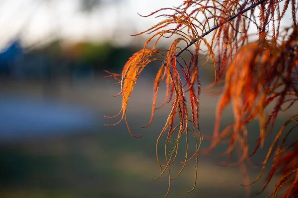 Selektivní Detailní Pohled Podzimní Listy Plešaté Cypřiše — Stock fotografie