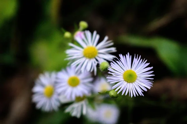 Egy Közeli Kép Százszorszép Virágokról — Stock Fotó