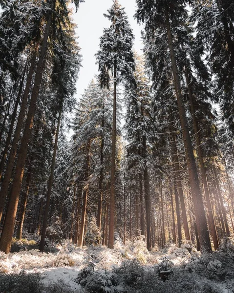 Eine Vertikale Aufnahme Hoher Fichten Die Einem Kalten Wintertag Unter — Stockfoto