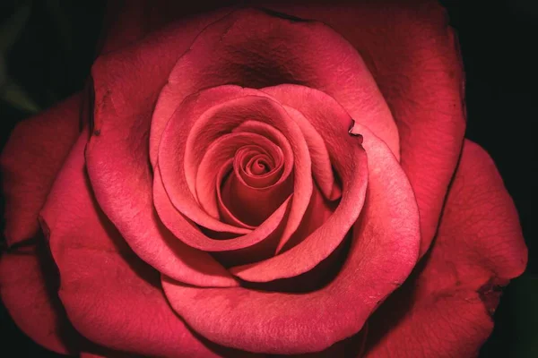 Closeup Shot Red Rose — Stock Photo, Image