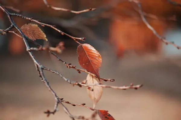 Селективный Фокус Осенних Листьев — стоковое фото