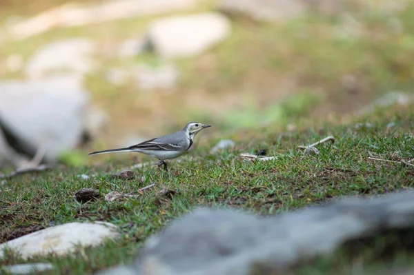 Pequeno Delicado Pássaro Wagtail Caminhando Campo Grama — Fotografia de Stock