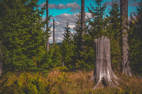 Uma Cena Floresta Com Uma Árvore Derrubada Cercada Por Pinheiros — Fotografia de Stock