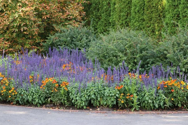 The beautiful purple Common sage and orange flowers in the park by asphalt road