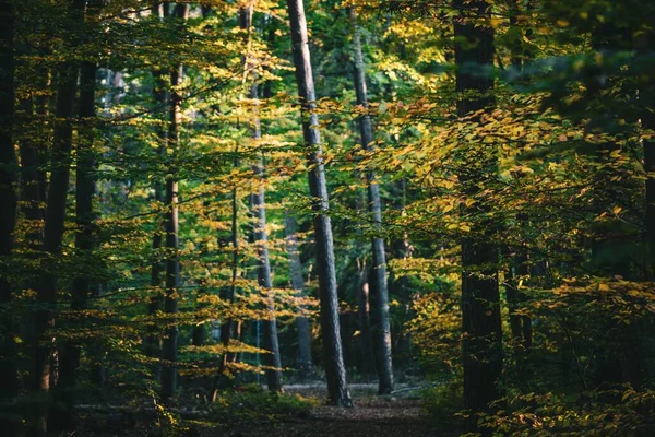 Foco Seletivo Troncos Árvores Uma Floresta Espessa Outono Iluminado Pela — Fotografia de Stock