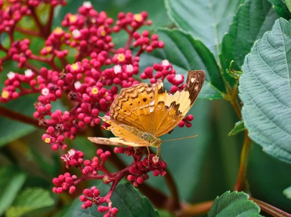 Mariposa Dañada Comiendo Algunas Bayas —  Fotos de Stock