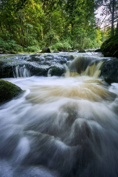 森林中一条河流的垂直拍 — 图库照片
