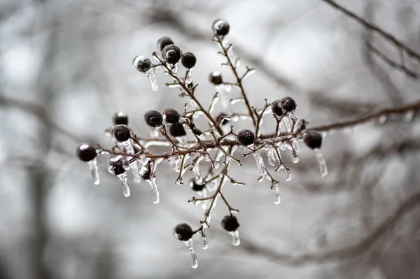 在雾蒙蒙的背景下拍摄的霜冻植物特写 — 图库照片