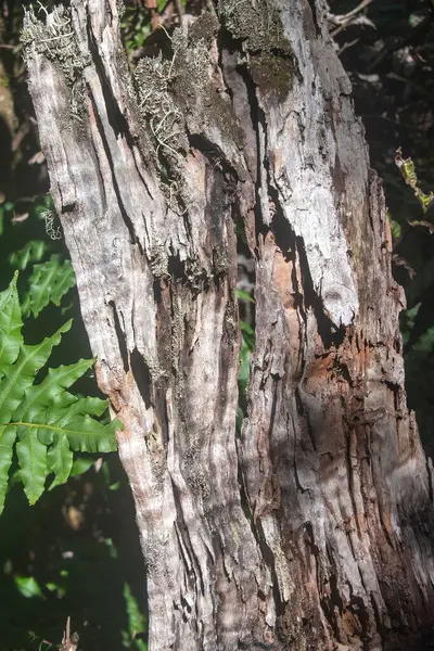 Вертикальний Знімок Деталей Текстурованому Стовбурі Дерева — стокове фото