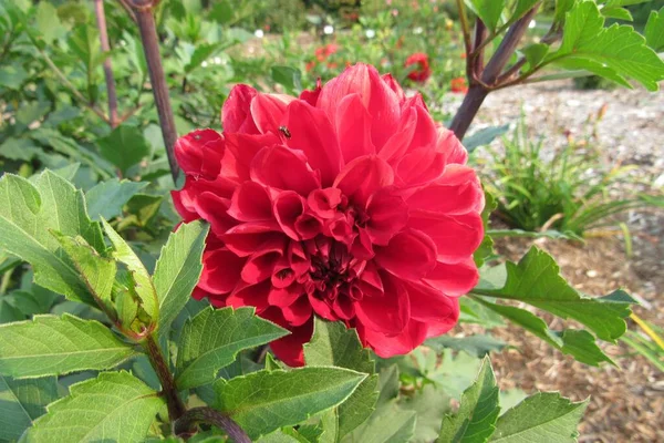 Zbliżenie Kwitnącego Czerwonego Kwiatu Dahlia — Zdjęcie stockowe