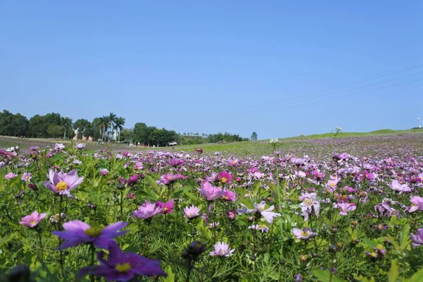 Beautiful Shot Green Field Filled Flowers — Stock Photo, Image
