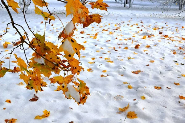 Early Winter Landscape Snow Ground Colorful Autumn Leaves — Stock Photo, Image