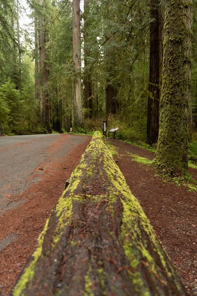 Longo Tronco Musgo Caído Pela Estrada Redwood National State Park — Fotografia de Stock
