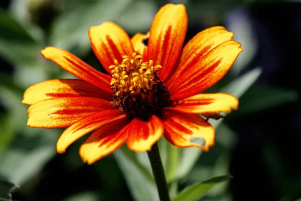 Närbild Orange Narrowleaf Zinnia Blomma Trädgård Solig Dag — Stockfoto