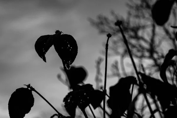 Uma Silhueta Folhas Planta Fundo Escuro — Fotografia de Stock