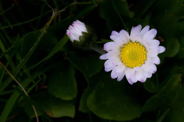 Eine Nahaufnahme Eines Blühenden Schönen Gänseblümchens Auf Einem Feld — Stockfoto