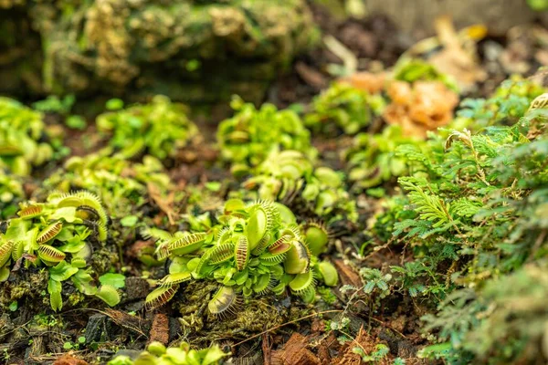 Plan Sélectif Piège Mouches Vénus Dionaea Muscipula Dans Jardin — Photo
