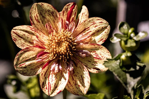 Bahçedeki Güzel Yıldız Çiçeğinin Yakın Çekimi — Stok fotoğraf