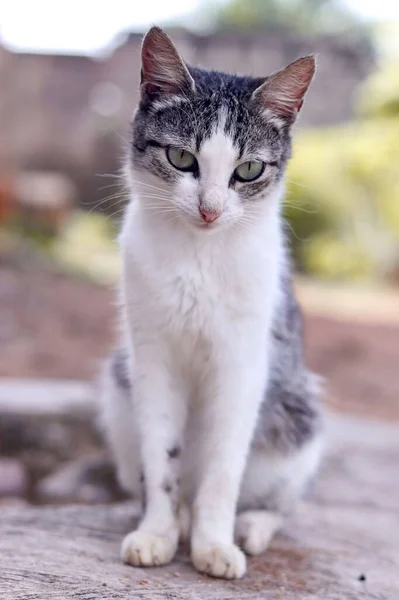 写真のためにポーズをとる灰色と白の猫の縦の肖像画 — ストック写真