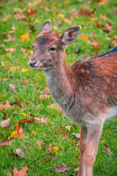 Vertical Shot Young European Fallow Deer Standing Green Grass Blur — Stock Photo, Image