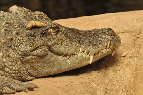 Een Closeup Van Een Prachtige Krokodil Rustend Een Rots Dierentuin — Stockfoto