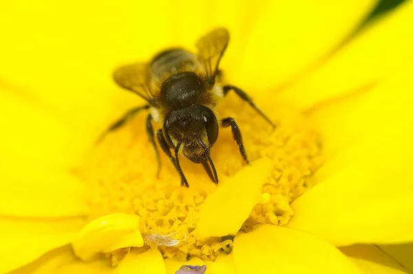 黄色のバターカップの花にパンタロンの蜂のクローズアップ — ストック写真