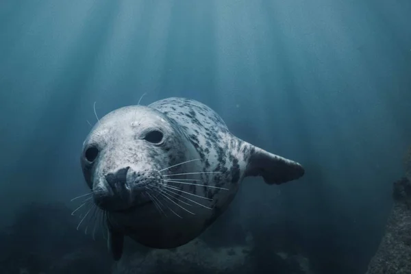 Een Close Van Een Grijze Zeehond Zwemmend Onder Water Transparant — Stockfoto
