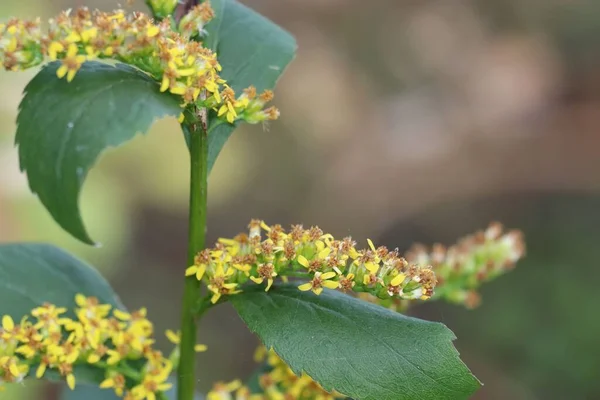 Eine Nahaufnahme Der Kleinen Gelben Solidago Caesia Blüten — Stockfoto