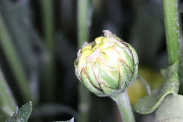 Gros Plan Bourgeon Fleur Coronidium Fleurissant Dans Jardin — Photo