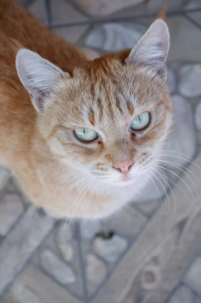 一只生姜猫看着摄像机的垂直镜头 — 图库照片