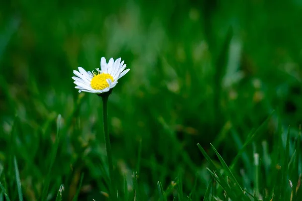 A small white daisy flower in the green field