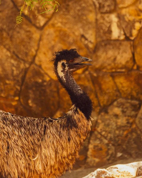 Emu Standing Front Stony Wall — Stock Photo, Image