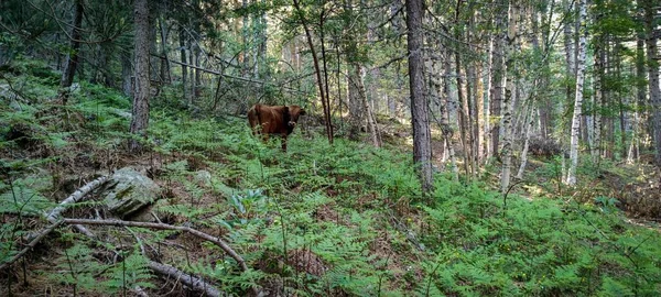 Plano Panorámico Una Vaca Vagando Libremente Por Bosque — Foto de Stock