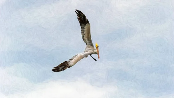 Large Pelican Flying Sky — Stock Photo, Image