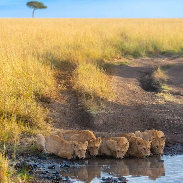 Nahaufnahme Eines Stolzen Löwenweibchens Das Wasser Aus Dem Kleinen Teich — Stockfoto