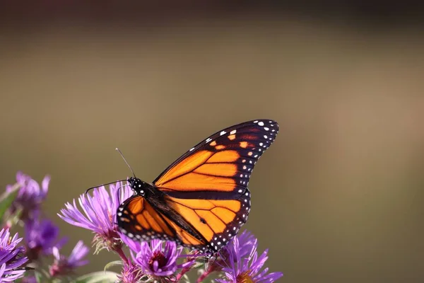 Gros Plan Papillon Monarque Sur Fleur Aster Pourpre — Photo