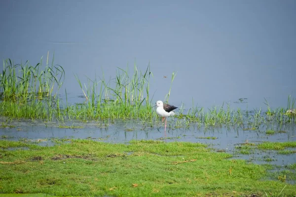 นกป ยเล Stilt บนชายฝ ทะเลสาบในพ นหล — ภาพถ่ายสต็อก