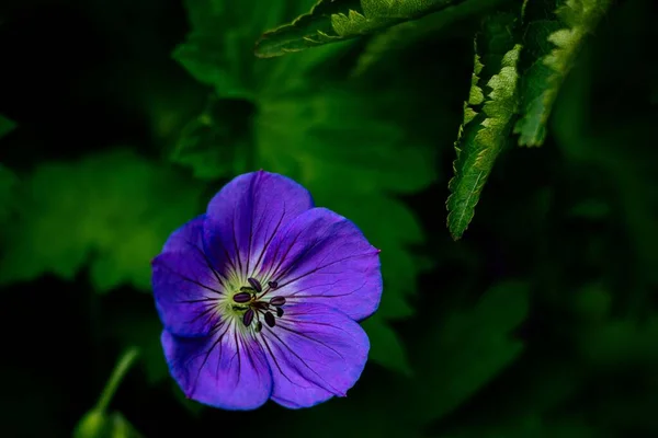 Крупный План Голубого Цветка Герань Wallichianum — стоковое фото