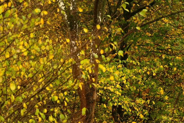 Крупный План Осенних Цветных Деревьев Осеннем Лесу Размытым Переднем Плане — стоковое фото