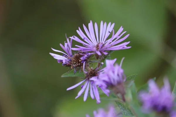 A closeup of the purple aster flowers
