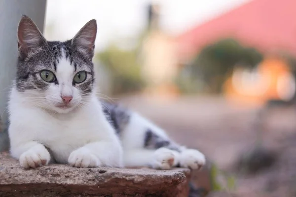Retrato Gato Bonito Cinza Branco Posando Para Uma Foto — Fotografia de Stock