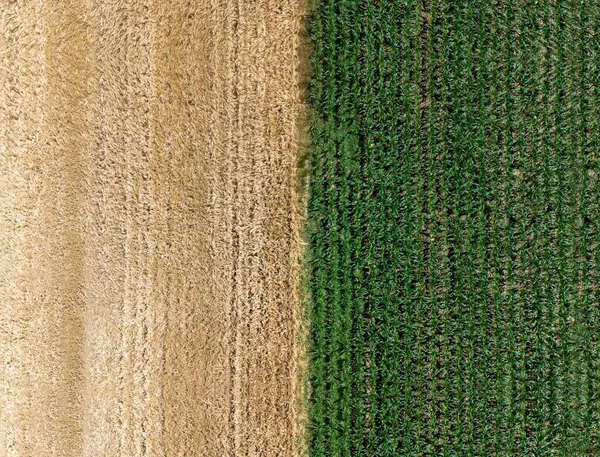 从空中俯瞰谷物和玉米地 — 图库照片