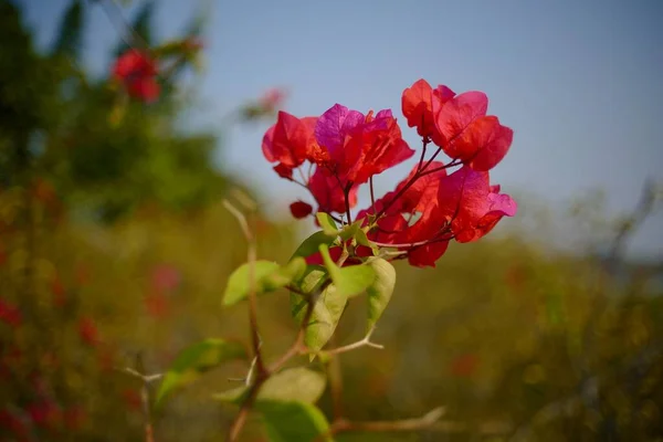 Селективный Снимок Красных Цветов Поле — стоковое фото