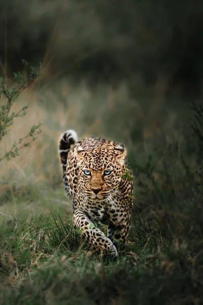 猎豹在狩猎中的垂直镜头 — 图库照片